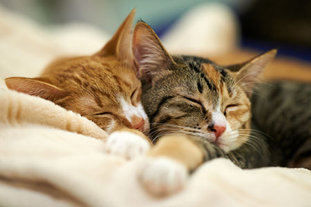 EPSON爱普生 L3115 3116 3117 3118 3119 3156 3158清零软件-小林博客