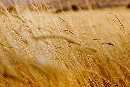 EPSON爱普生 L3115 3116 3117 3118 3119 3156 3158清零软件-小林博客